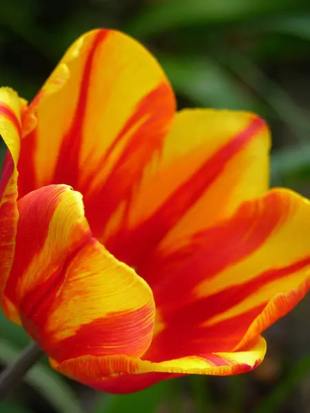 Flor Tulipán Primer Plano — Foto de Stock