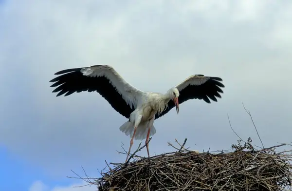 Hvid Stork Ciconia Ciconia - Stock-foto