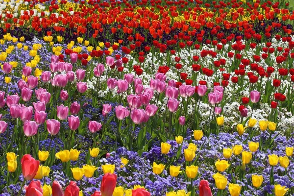 Красочные Тюльпаны Саду — стоковое фото