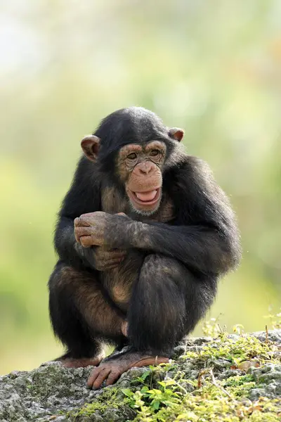 Chimpanzé Dans Jardin — Photo