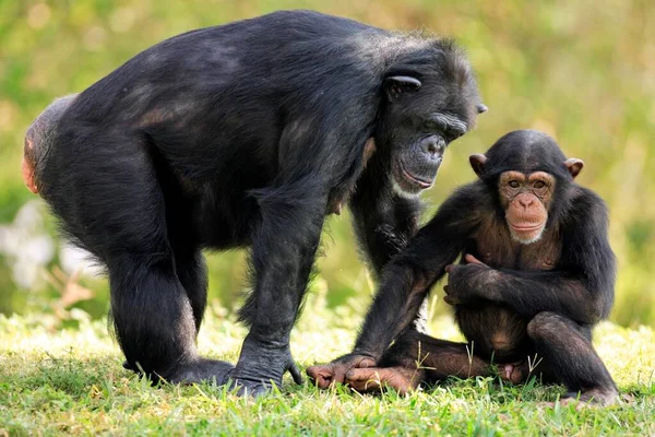 Chimpanzee Garden — Stock Photo, Image