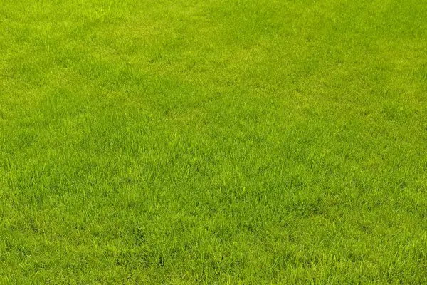Neuer Rasen Garten — Stockfoto