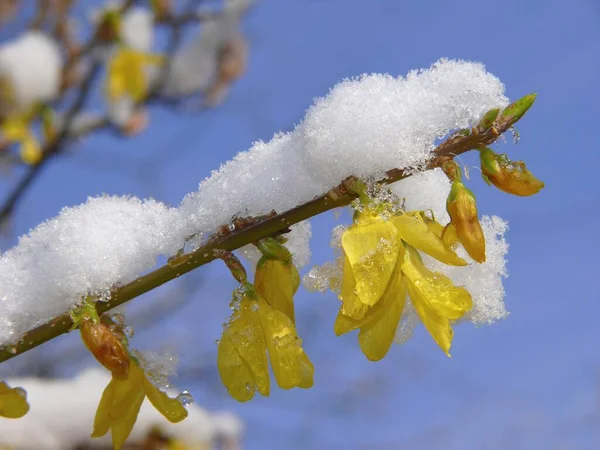 フォーサイスティアの花と雪 — ストック写真