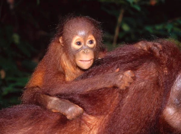 Młody Bornean Orangutan Pongo Pigmaeus Lata — Zdjęcie stockowe