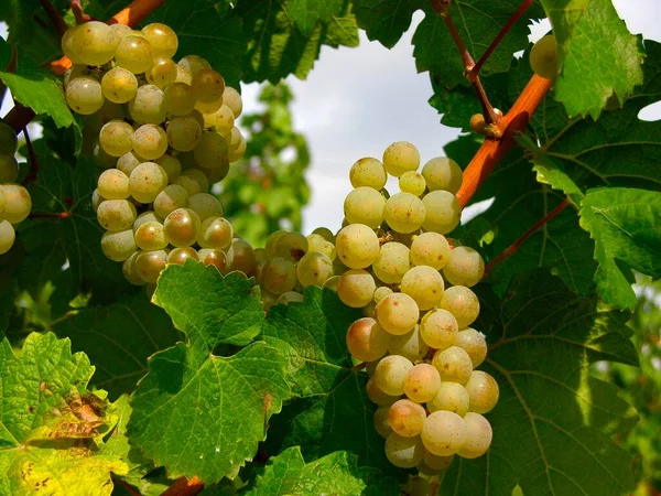 Uvas Brancas Maduras Vinha — Fotografia de Stock