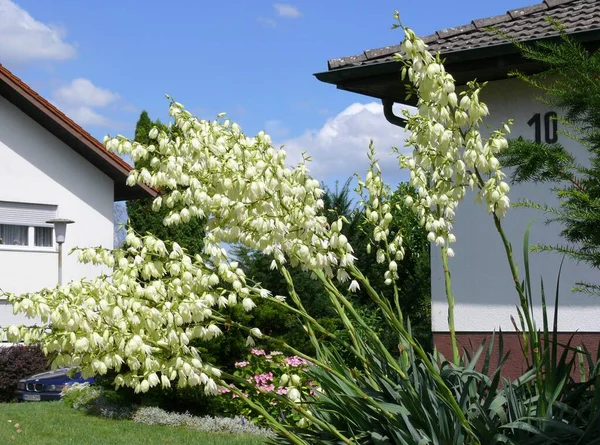 庭で開花するユッカ フィラメントーサ — ストック写真