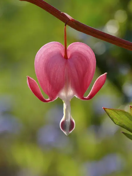 Fiore Cuore Sanguinante Vecchio Stile Cuore Sanguinante Dicentra — Foto Stock