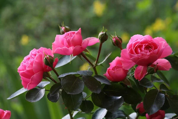 庭に咲く美しいバラ — ストック写真