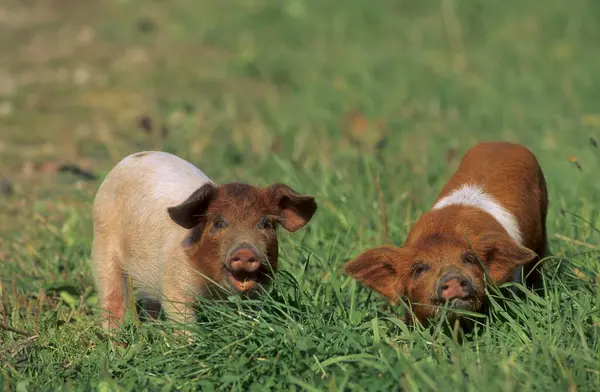 红胸猪抗议猪 丹麦抗议猪 德国鞍背猪分部红胸猪 — 图库照片