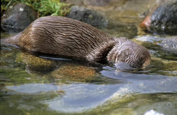 Canadian Otter Water North American River Otter Lontra Canadensis — Stock Photo, Image