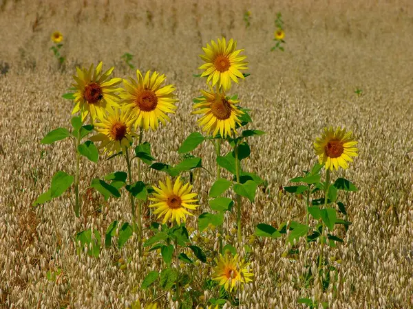 Sunflowers Helianthus Annuus Oat Avena Sativa Field Sowing Oat Sunflowers — Stock Photo, Image