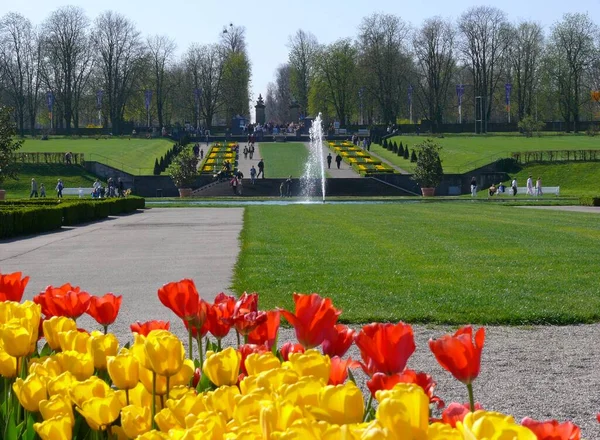 Vacker Tulpanblomma Sommarträdgården — Stockfoto