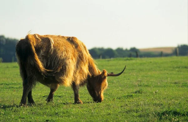 Scottish Highland Cattle Highland Cattle Kyloe Straw Pile Horns Gaelic — Fotografia de Stock