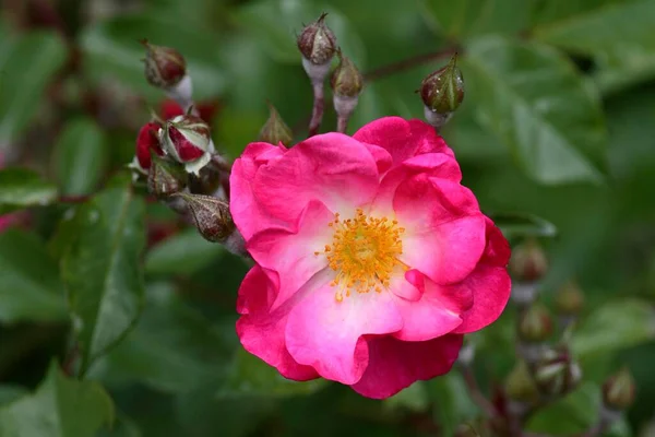 Vinaigre Rose Rosa Gallica Provence Rose — Photo