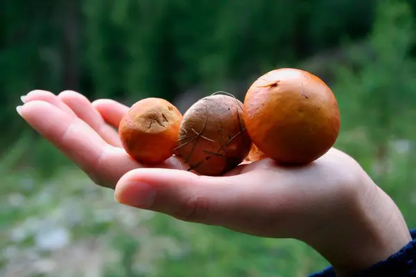 新采摘的森林蘑菇 混合在奥地利 欧洲的Obergurgl Slden Tyrol附近的蘑菇 — 图库照片