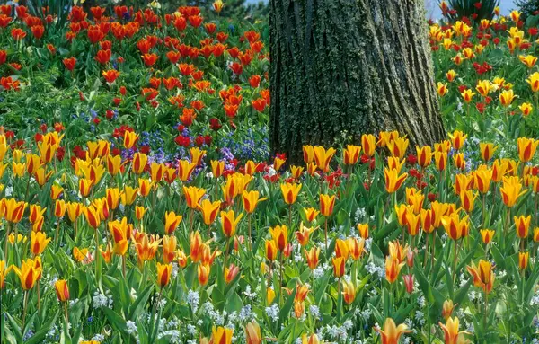 Тюльпановая Кровать Весной — стоковое фото