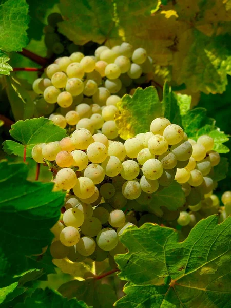 Стиглий Білий Виноград Лозі — стокове фото