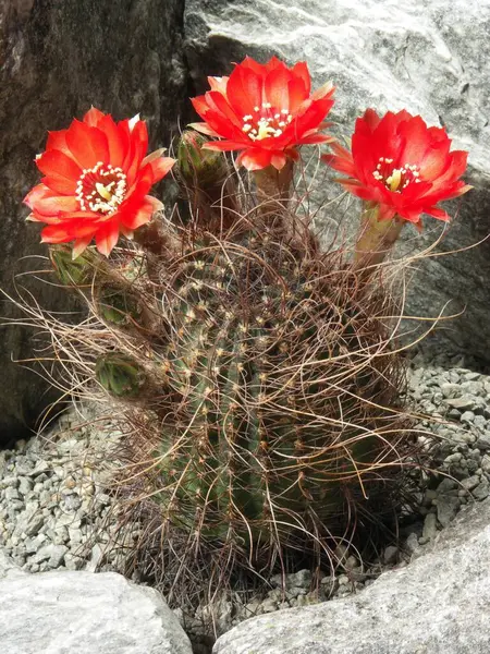 Lobivia saltensis, cactus, cactus plant with blossoms, cactus, cactus plant with blossoms