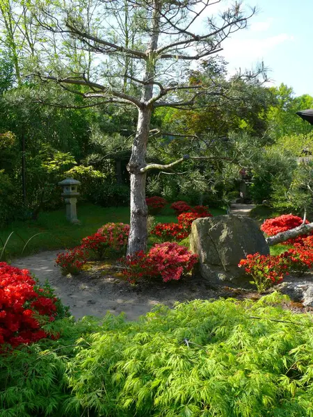 Japanese Bonsai Garden Schwilowsee Ferch Brandenburg Azalea Blossom — Stock Photo, Image