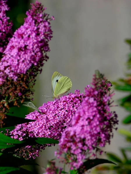 Літній Бузок Метеликом — стокове фото
