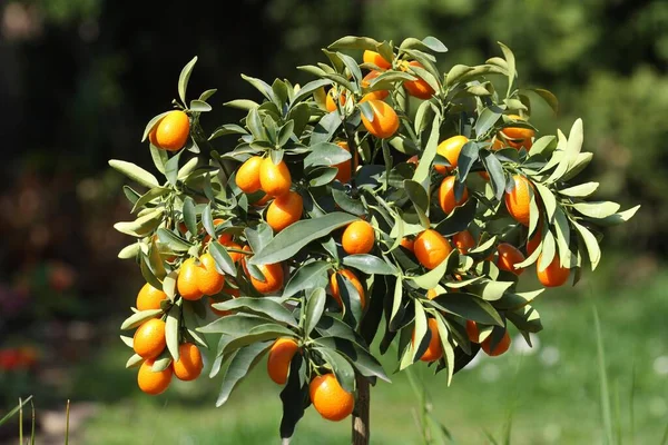 Kumquat Vista Cerca Fruta — Foto de Stock