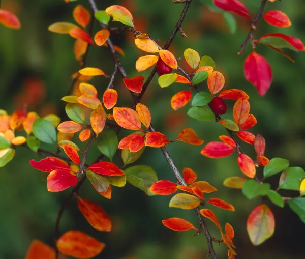 Κοινό Βαμβάκι Cotoneaster Integerrimus Φθινοπωρινός Χρωματισμός — Φωτογραφία Αρχείου
