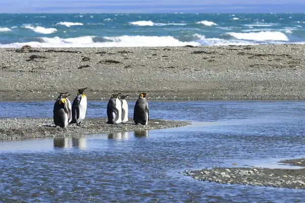Pinguins Rei Aptenodytes Patagonicus Colônia Banco Cascalho Bahia Inutil Parque — Fotografia de Stock