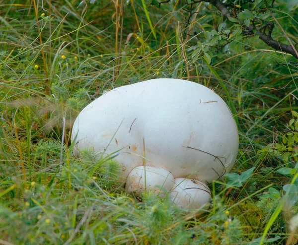 Puffball Gigante Langermannia Gigantea Comestible Condicionalmente Cuando Blanco Por Dentro — Foto de Stock
