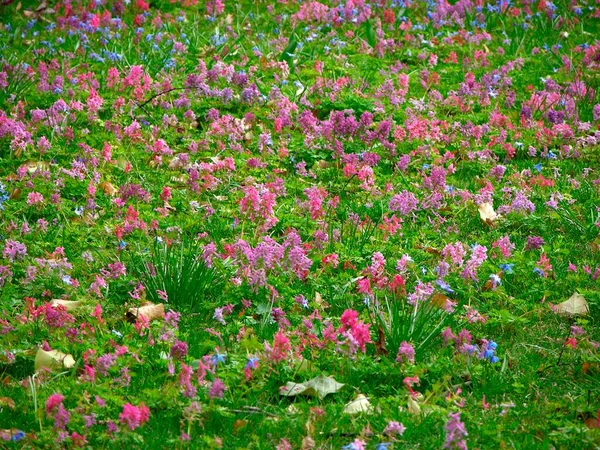 Różne Wiosenne Kwiaty Lesie Łąka Kwiatowa Dzikie Kwiaty Różne Wiosenne — Zdjęcie stockowe