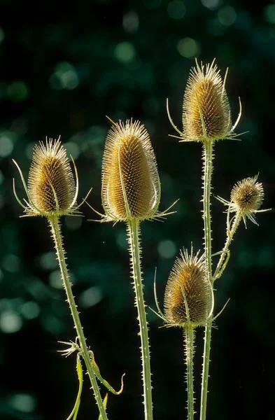 Дикий Чайник Dipsacus Silwester — стокове фото