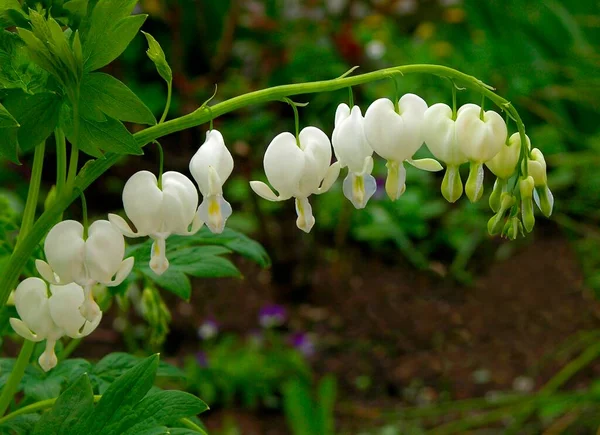 Watering heart with white blossoms, watering heart (also heart flower called), Watering heart with white blossoms, watering heart (also heart flower called)