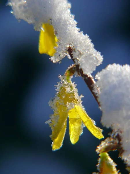 Bunga Forsithia Dengan Salju — Stok Foto