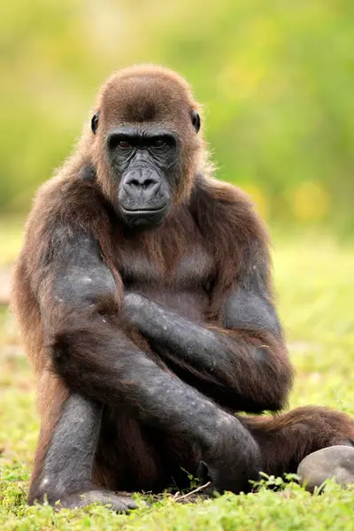 Gorille Occidental Gorilla Gorilla Berengei Rwanda — Photo