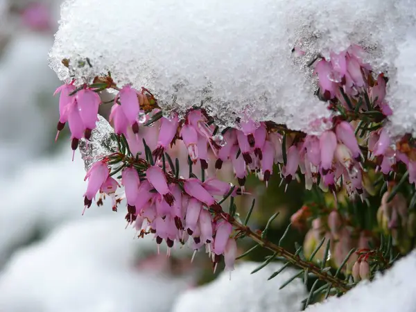 Flores Sob Neve Close — Fotografia de Stock