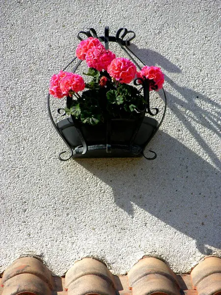 Geranium Flowers Wall — Stock Photo, Image