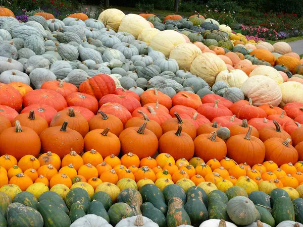 Various Pumpkins Field — Stock Photo, Image