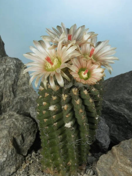 Neochilenie Glabrescens Kaktusová Rostlina — Stock fotografie
