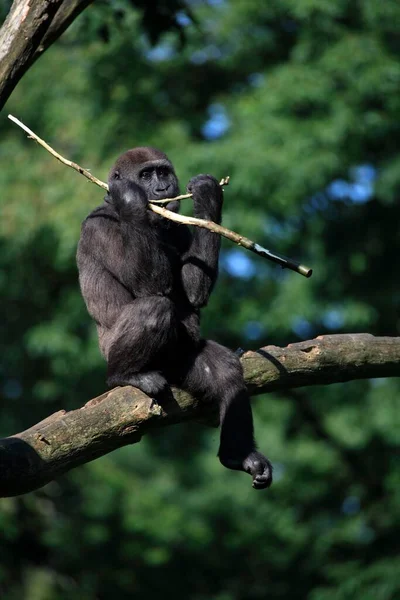 Western Lowland Western Gorilla Gorilla Gorilla Subadult Juvenile Tree Feeding — Stock Photo, Image