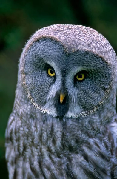 Great Grey Owl Strix Nebulosa — Stock Photo, Image