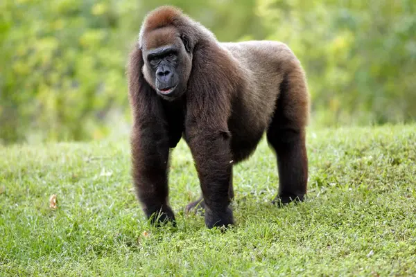 Westlicher Flachlandgorilla Gorilla Gorilla Flachland Gorilla Weibchen Vorkommen Afrika — Stockfoto