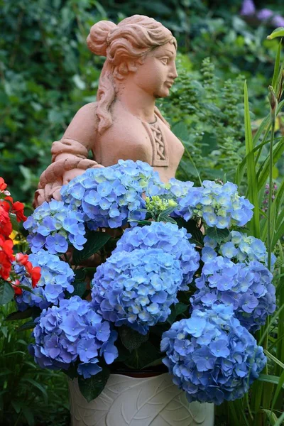 Hortenzie Modrá Hydrangea Macrophylla Tvar Zahrady — Stock fotografie
