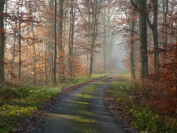 Maulbronn Colorido Bosque Caducifolio Otoño Sendero Forestal Con Niebla —  Fotos de Stock