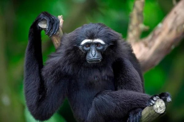 Gibón Mano Negra Hylobates Agilis Gibbon Adult Tree Portrait Gibbon — Foto de Stock