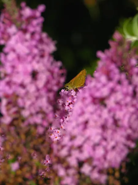 Летняя Сирень Бабочкой — стоковое фото