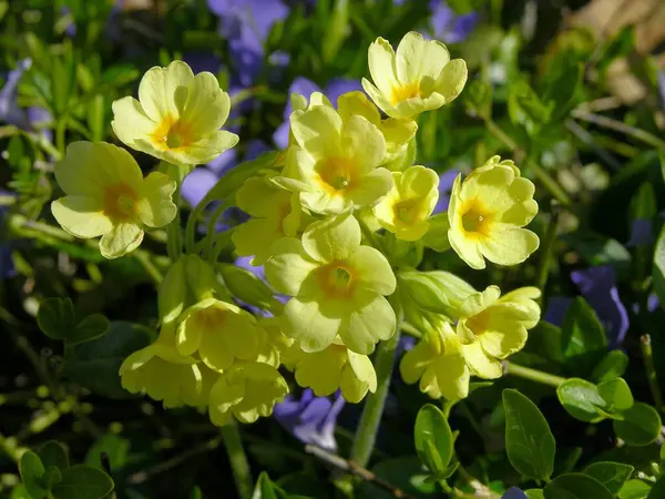 Cowslip Periwinkle Cowslip Formerly Also Primula Officinalis Belongs Genus Primula — Stock Photo, Image