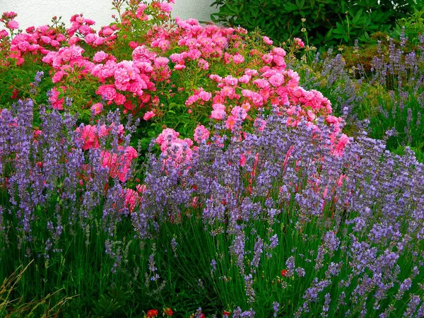 Shrub Roses Lavender — Stock Photo, Image