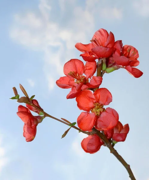 일본의 Mock Quince Flowering — 스톡 사진