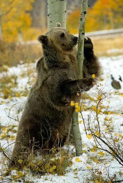 Grizzly bear (Ursus arctos horribilis), Grisli, Grisly subspecies brown bear, Grizzly bear, Grisly subspecies brown bear