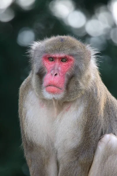 Japonská Makaka Macaca Fuscata Sněhová Opice Nebo Japonská Makaka — Stock fotografie