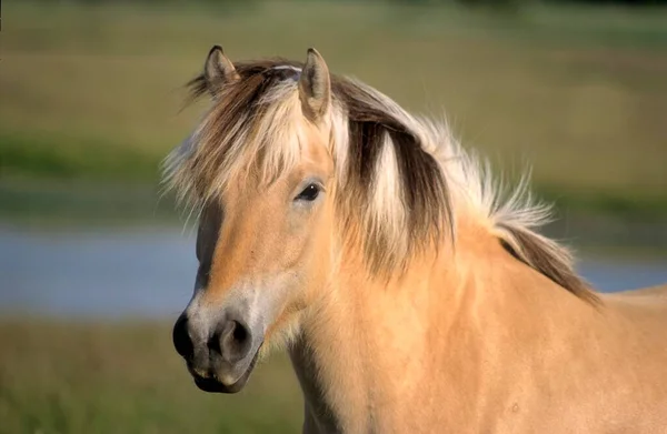 Norwegisch Pony Norwegisches Fjordpferd Fjordinger Fjordpferd Fjordpony — Stockfoto